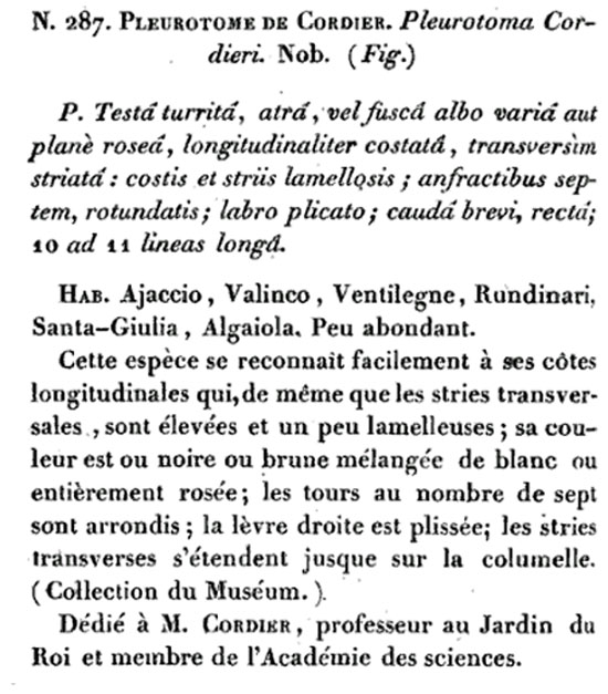 Raphitoma cordieri,,R. horrida... o altro?